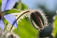 Bl&uuml;te mit Saatkapsel