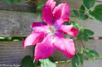 Clematis